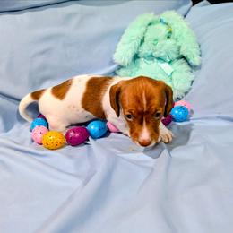 Eunice - Piebald female Dachshund puppy in Jerusalem, Ohio from Twin Hickory Ranch