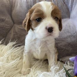 Teddy - Blenheim male Cavalier King Charles Spaniel puppy in Orrville, Ohio from Heart of a Cavalier