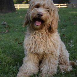 Cotter - Australian Labradoodle