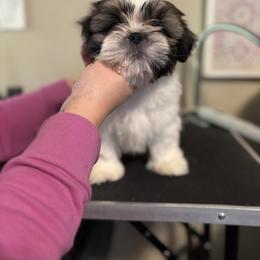 Dynamite - Gold and white male Shih Tzu puppy in Tacoma, Washington from Alki Stars Shih Tzu
