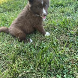 Siberian Husky Puppies from Rose Trail Siberian’s