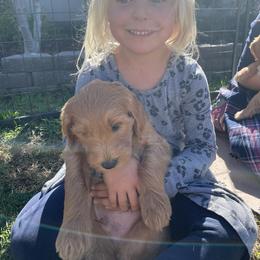 Double Doodle and Goldendoodle Puppies from GoldendoodlePaw