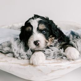 Bernedoodle and Goldendoodle Puppies from Rose canyon doodles