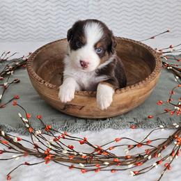 Rory - Red tri-color female Australian Shepherd puppy in Mountain Grove, Missouri from K Bar H Farms
