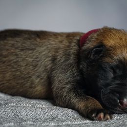 Belgian Malinois Puppies from Fromage Malinois