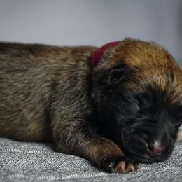 Belgian Malinois Puppies from Fromage Malinois