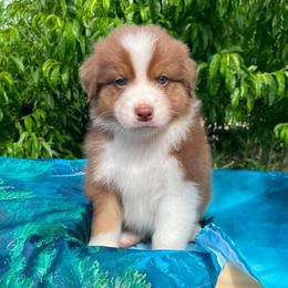 Ranger-Red tri male 1 - Red tri-color male Australian Shepherd puppy in Castle Rock, Washington from Zoolo Kennels