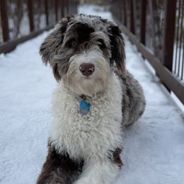 Aussiedoodles and Goldendoodles from Northern Aussiedoodles