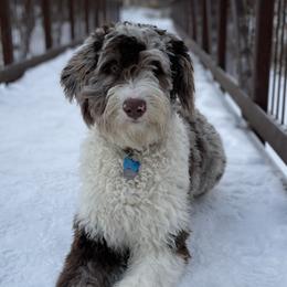 Aussiedoodles and Goldendoodles from Northern Aussiedoodles