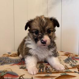 Pencil - White and red male Pembroke Welsh Corgi puppy in Red Bluff, California from Wilder Ranch Corgis
