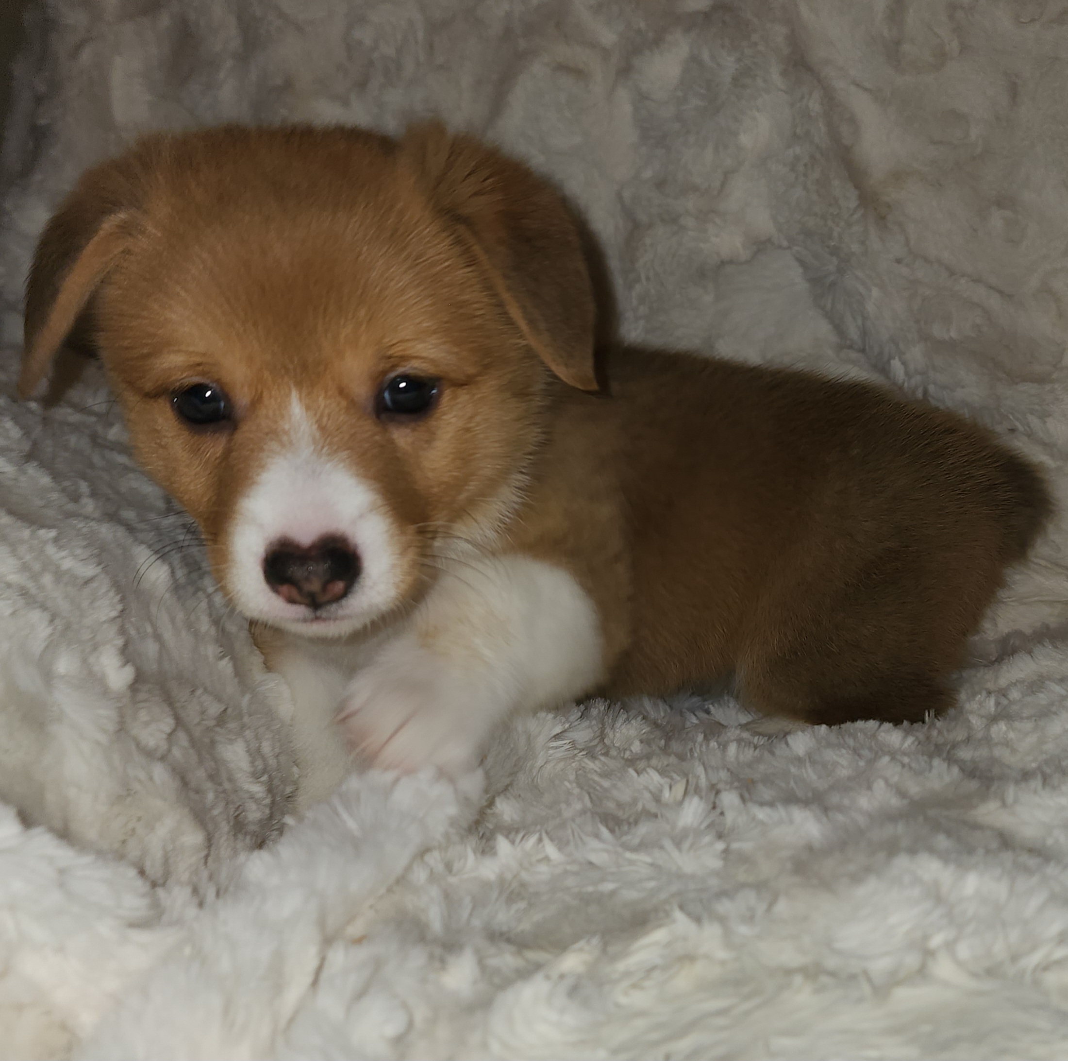Pembroke Welsh Corgi Puppies from Tiny Titans K9