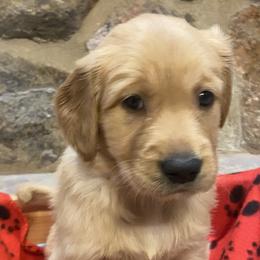 Red - Golden Golden Retriever puppy in Cheyenne, Wyoming from Flying Gold Kennel