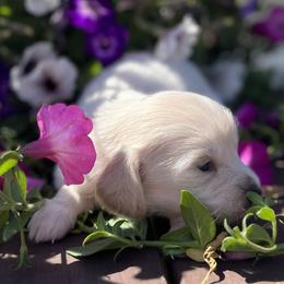 Casper - Cream male Dachshund puppy in Paris, Texas from Michel Creek Kennel