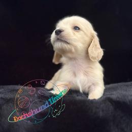 Saturn - Cream male Dachshund puppy in Peyton, Colorado from Dachshund Universe