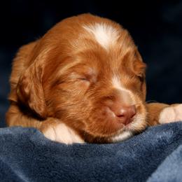 Napoleon - Caramel male Australian Labradoodle puppy in Stanwood, Washington from Victoria Creek Australian Labradoodles