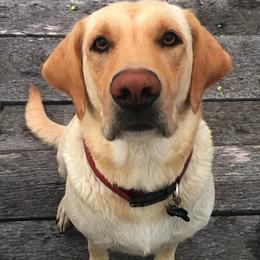 Labrador Retrievers from Forst Family Farms