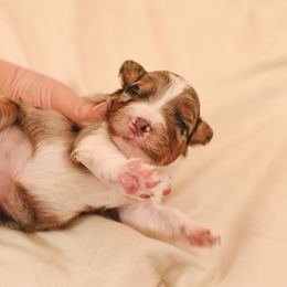 Aussiedoodle, Australian Labradoodle, Bernedoodle, and Golden Retriever Puppies from Golden Light Puppies