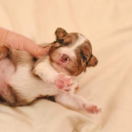 Aussiedoodle, Australian Labradoodle, Bernedoodle, and Golden Retriever Puppies from Golden Light Puppies