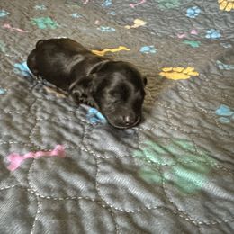 Athena - Black female Dachshund puppy in Wolf Lake, Indiana from Canisteo Dachshunds