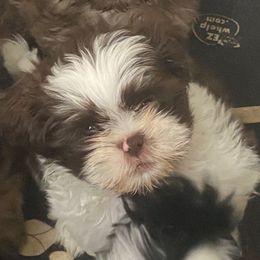 Patchi - Liver and white male Shih Tzu puppy in Reddell, Louisiana from TINYSHIHTZUFURU