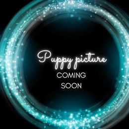 Rowdy-BTM - Black tri-color male Australian Shepherd puppy in Nacogdoches, Texas from TK Standard, Mini, & Toy Aussies