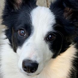 Cricket - Border Collie