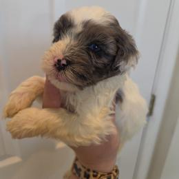 Boy 2 - Merle male Schnoodle puppy in Galena, Illinois from Perry's doodles