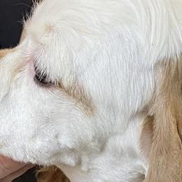 Cocker Spaniels from DEEZ Cocker Spaniels
