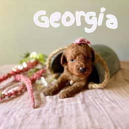 Georgia - Red  female Poodle puppy in Munster, Indiana from Miranda’s Sunshine Poodles and Doodles