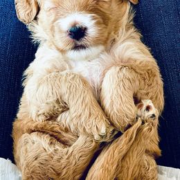 Goldendoodles from Mountain Mini Doodles