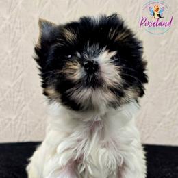 Penelope - Parti female Yorkshire Terrier puppy in Santa Clarita, California from Pixieland Yorkshire Terriers