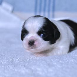 Aspen - Black and white female Shih Tzu puppy in Montrose, Colorado from Nana's Happy Pups