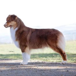 Marti - Australian Shepherd