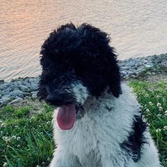 Bernedoodles, Goldendoodles, and Labradoodles from Dreamy Doodles