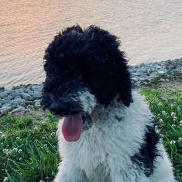 Bernedoodles, Goldendoodles, and Labradoodles from Dreamy Doodles