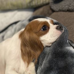 Lyric - Cavalier King Charles Spaniel