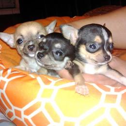 Chihuahua Puppies from Chilove Chihuahuas