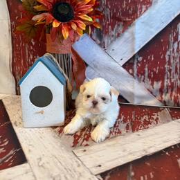 Percy - White female Shih Tzu puppy in Success, Missouri from Sweet Success