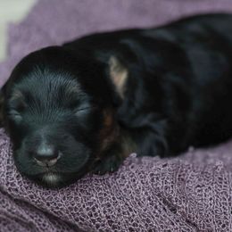 Joy - Black phantom female Aussiedoodle puppy in Casa, Arkansas from Blue Diamond Puppies