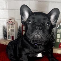 Boy 3 - Black and white French Bulldog puppy in Arizona from Frenchiepuphub