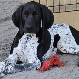 German Shorthaired Pointer puppies from DreamN German Shorthaired Pointers