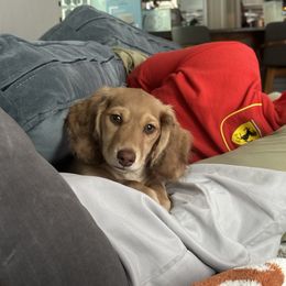 Leo - Dachshund