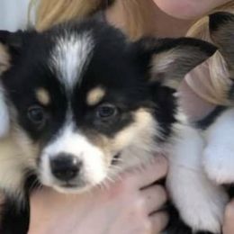 Pembroke Welsh Corgis from Sunrise playful puppies
