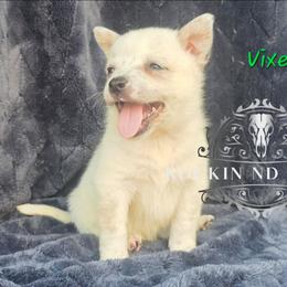 Vixen - Blue female Australian Cattle Dog puppy in Silsbee, Texas from Rockin ND Ranch