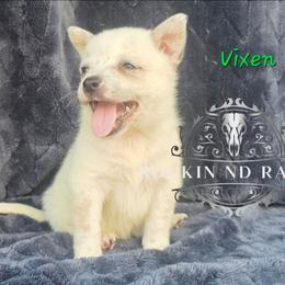 Vixen - Blue female Australian Cattle Dog puppy in Silsbee, Texas from Rockin ND Ranch