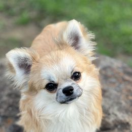 DiLusso’s Boris - Chihuahua puppy in Monroe, North Carolina from DiLusso Chihuahuas