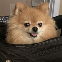 Pomeranians from ShowPomeranians