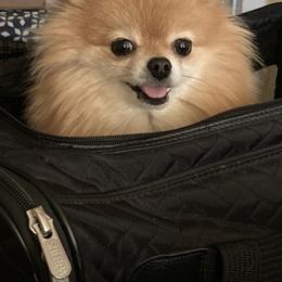 Pomeranians from ShowPomeranians