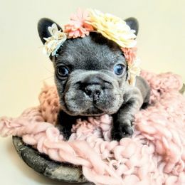 French Bulldog and Pomsky Puppies from Mini French Bulldog Pups