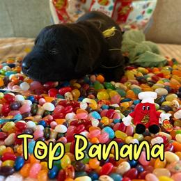 Top Banana - Black female Labrador Retriever puppy in Water Valley, Mississippi from Three Lakes Labs & WHDs